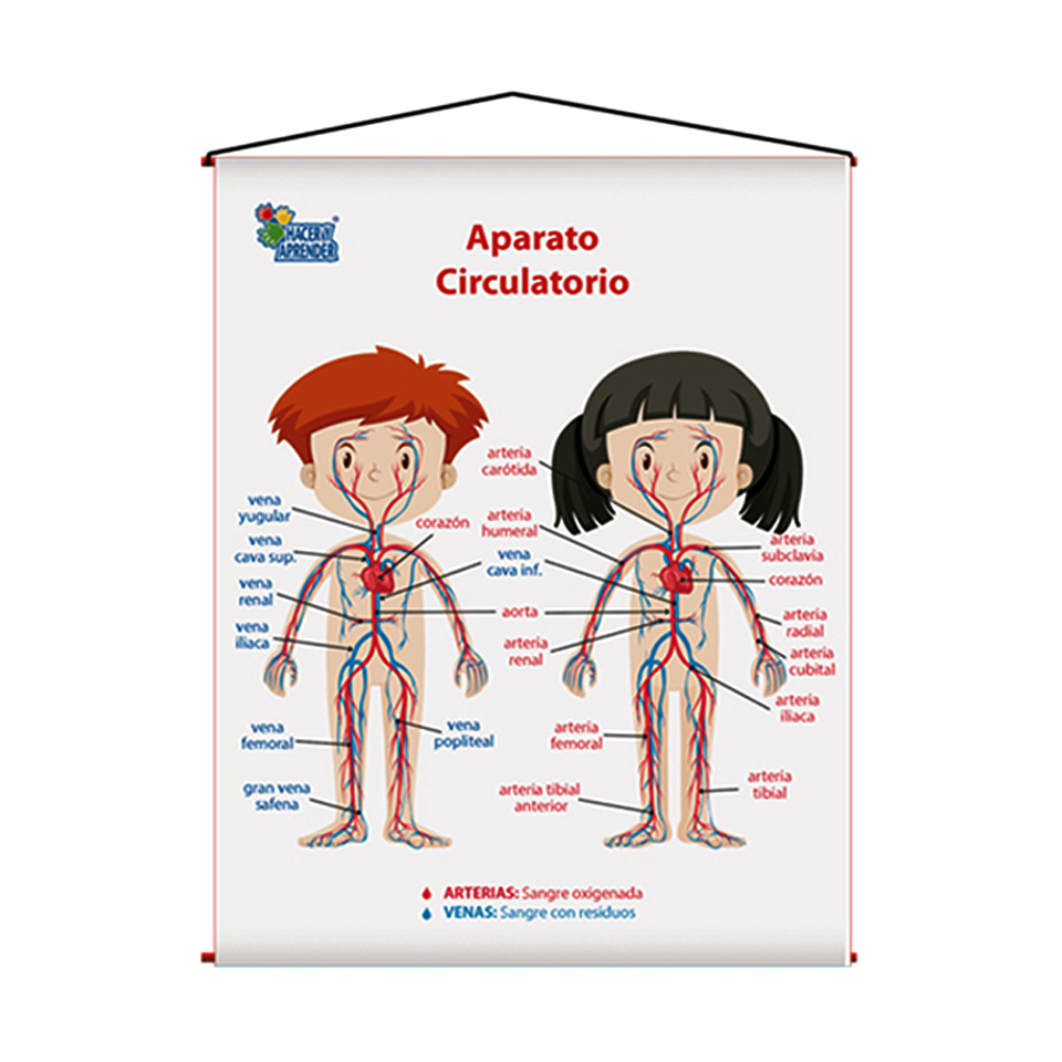 lamina aparato circulatorio