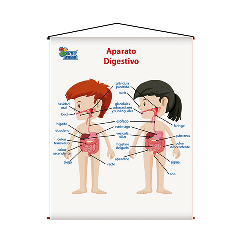 lamina aparato digestivo