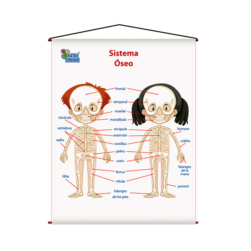 lamina sistema oseo