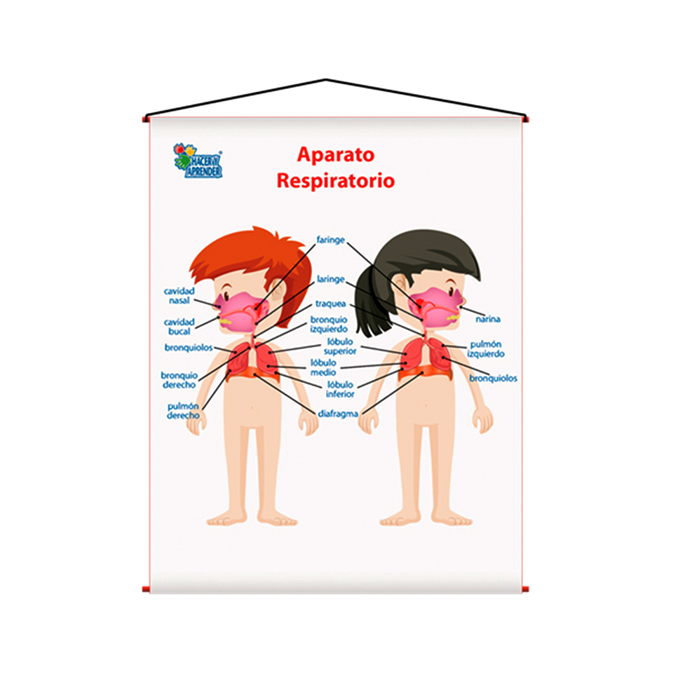 lamina aparato respiratorio